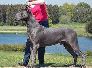 Sire