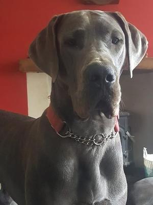 Devorin's Blue Label (Diesel)