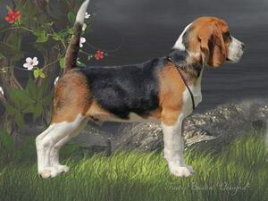 Gino 1 year old