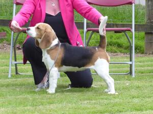 Doris Qualifying for CRUFTS 2023