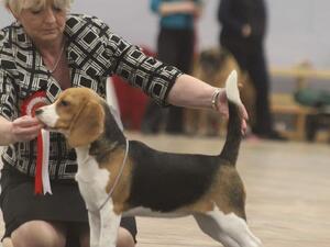 Honey in Best in show line up