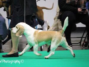 Kubik at Crufts