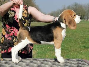Freddy pup at 18 weeks old
