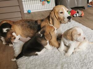 Arona with her babies