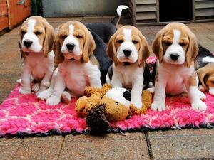 Some of his puppies