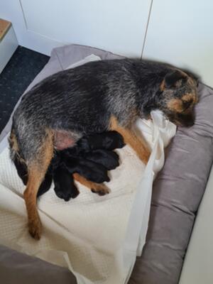 Mun with new puppies