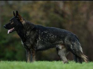 Barney Padrko IMP CZE (Sire)