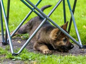 Puppy BeatJam Euphoria