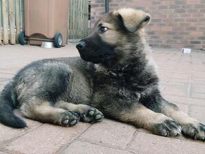 Female pup (available)