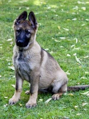 Puppy BeatJam Darshan