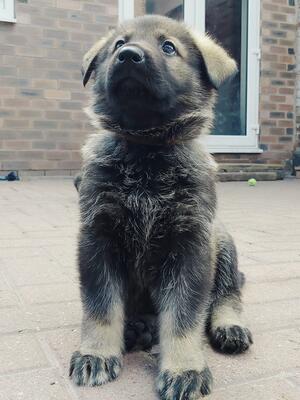 Female pup (available)
