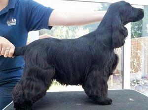 Oakrosa Rosy Rue (at 6mths old)
