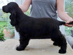 Siana at 15wks old