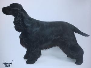 Oakrosa Sabina at Cocker Club Champ 2018