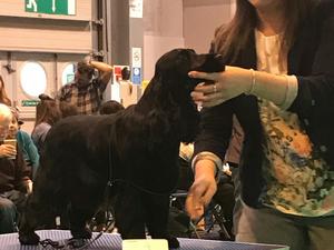 Siana at Crufts 2017