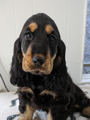 Black and tan girl