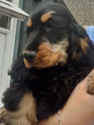 Black and Tan boy