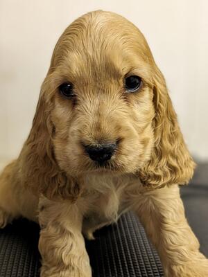 Golden girl
