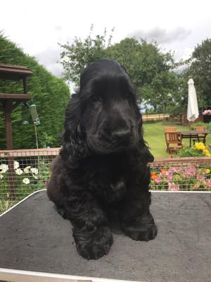 Black boy at 13wks