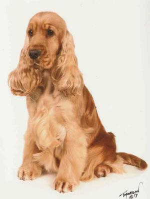 Bea