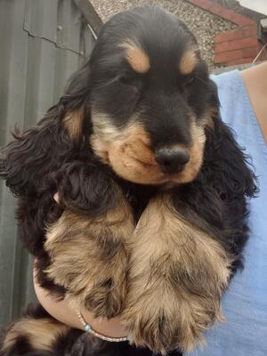 Black and tan boy