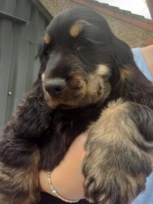 Black and Tan Boy