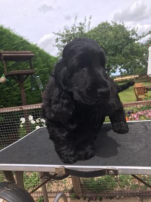 Black boy at 13wks