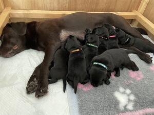 Whelped on 1st July 2023