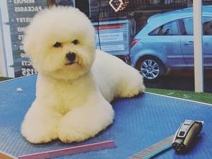 Puppy Dog Available