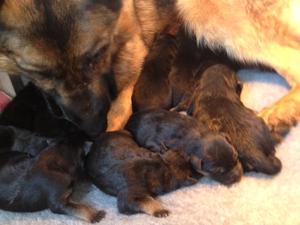 Evie and Puppies