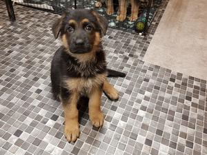 We have a lovely boy available, sound temperament.
