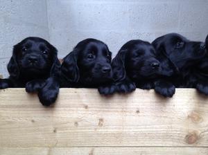 6 week old pups