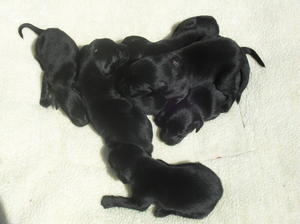 Pups at 2.5 weeks