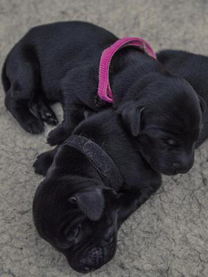 3 day old pups