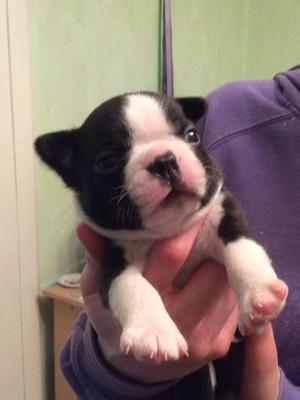 Boston Male Puppy