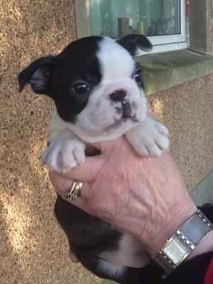 Bitch puppy