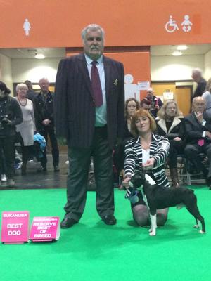 Sire of litter at Crufts 18 winning Best dog