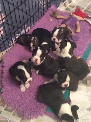 Boston Puppies