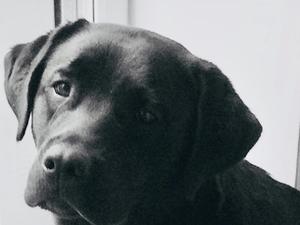 Langanhoe Nauti Nellie