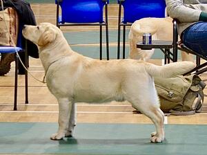 This gorgeous 8 mths old boy has become available,