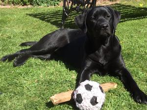 A Monty/Maybel bitch puppy from their last litter