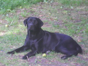 Langanhoe Maybelline