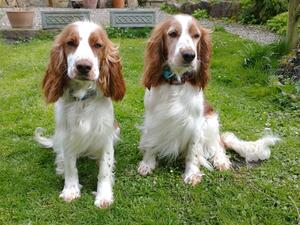 Mum with daughter - full sibling to pups
