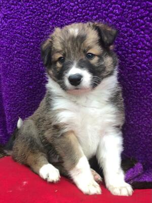 Kal - 5 weeks