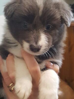 Age 6 weeks