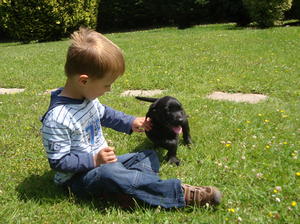 Puppy born 30 April 2011 used to Children