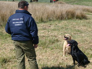 Wilarklodge Foxylady & Hercwood Ailsa Of Wilarklod