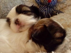 Little boys