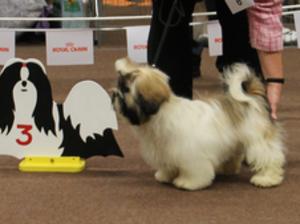 Kassie as a pup in the Netherlands