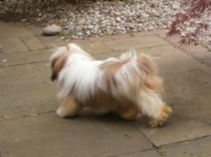Gracie on the Move